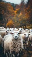 Flock of sheep in autumn forest photo