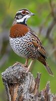 Detailed portrait of a Barred Buttonquail on a tree stump photo