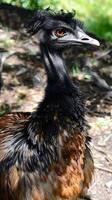 Emu portrait with detailed feathers in sunlight photo