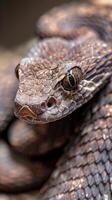 Close-up of brown snake with intricate scale patterns photo