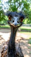 Close-up of emu face with curious expression in nature photo