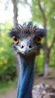Emu close-up in green forest environment photo
