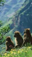 Three gelada baboons sitting on mountainside with scenic background photo