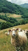 Curious sheep in green mountain pasture photo
