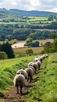 Sheep flock walking on scenic countryside path photo