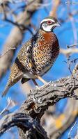 Barred Buttonquail standing on a tree branch in spring photo