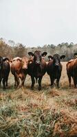 Group of diverse cattle standing together in autumn field photo