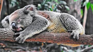 Sleepy koala resting peacefully on a tree branch in Australian forest photo