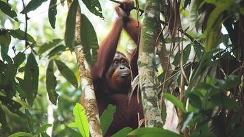 Orangutan hanging from a tree branch in the lush tropical rainforest photo