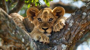 Adorable lion cub lying on tree branch photo