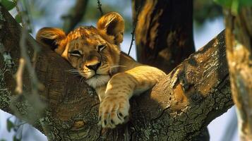 Alert lion cub resting on tree branch photo