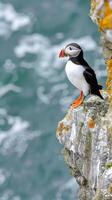 Atlantic puffin on the edge of a cliff photo