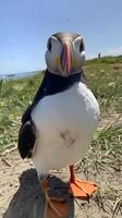 Close-up of curious Atlantic puffin on grassy beach photo