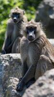 Mandrills resting on large rocks in natural habitat photo