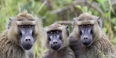 Three baboons staring directly into camera in natural habitat photo