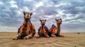 Three camels resting in the desert under a cloudy sky photo