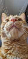 Ginger cat with whiskers in a curious upward gaze photo