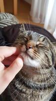 Tabby cat enjoying a gentle chin scratch indoors photo