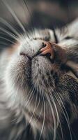 Close-up of cat's whiskers and nose in focus photo
