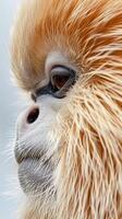 Majestic Golden Monkey Side Profile with Fluffy Fur photo