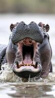 Close-up of hippopotamus in water with mouth wide open photo