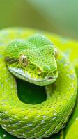 Bright Green Snake with Intricate Patterns in Natural Habitat photo