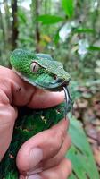 Handheld green viper in a rainforest photo