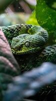 Coiled Green Snake with Piercing Eyes in Lush Environment photo