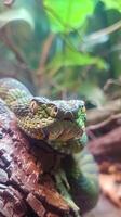 Close-up of a colorful viper on a branch photo