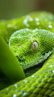 Viper with intricate scale pattern photo