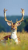 Deer with antlers in a green meadow during summer photo