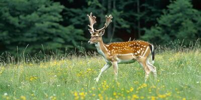 Young Buck Resting in Golden Meadow at Sunrise photo