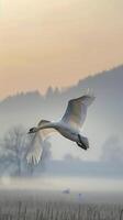 Swan gliding through foggy landscape at dawn photo