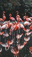 Flamingos in a pond with reflections, surrounded by trees photo