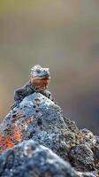Marine iguana perched on volcanic rock in the Galapagos Islands photo