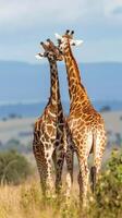 Two giraffes nuzzling in the African savanna on a sunny day photo