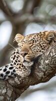 Leopard resting peacefully on a tree branch in the wild photo