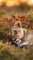 Leopard resting with eyes half-closed on a tree branch photo