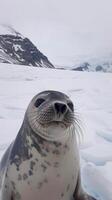 Weddell seal on the snow in the Antarctic landscape photo