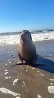 Seal basking on a sunlit beach photo
