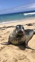 Harbor seal resting on a sandy beach with clear blue sky and ocean view photo