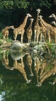 Giraffes reflecting in water at zoo with lush background photo