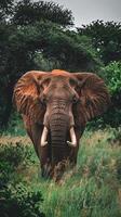 Majestic elephant with tusks in a dense forest environment photo