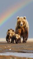 Mother bear and cubs under a rainbow on a coastal path photo