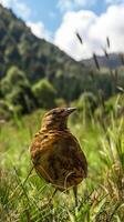 Bird Close-Up in Mountain Valley on Sunny Day photo