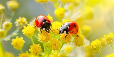 Pair of ladybugs on a yellow daisy photo