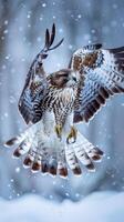 Hawk in Flight During Snowfall photo