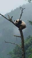 Panda bear sleeping on tree branch in misty forest photo