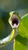 Green vine snake with open mouth photo