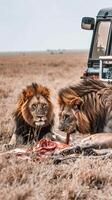 Lionesses sharing a meal in Maasai Mara safari adventure photo